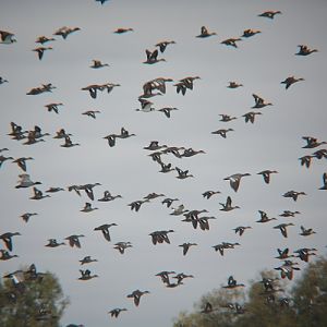 Pacific black ducks, grey teal & wood ducks.