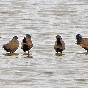 Black-tailed Native hens.