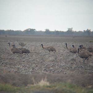 Wild emus.