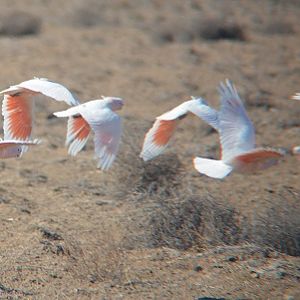 Major Mitchell's cockatoos.