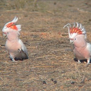 Major Mitchell's cockatoos.