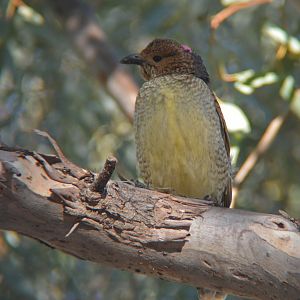 Spotted bowerbird.