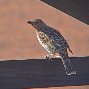 Spotted bowerbird.