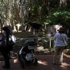 Ituri Forest Okapi - My First US Zoo Trip