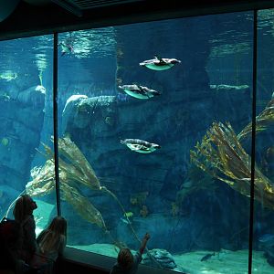 Cape Fynbos African Penguins - My First US Zoo Trip