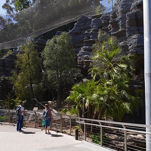 Fossa Exhibit, Madagascar Forest - My First US Zoo Trip