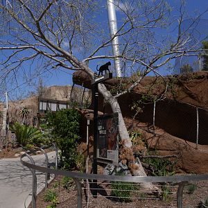 Leopard Transfer, Acacia Woodlands - My First US Zoo Trip