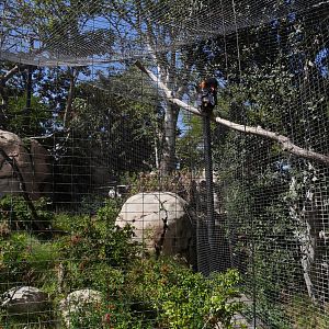 Bateleur Eagle in the Kopje - My First US Zoo Trip