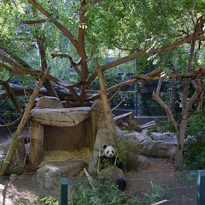 Giant Panda, Panda Trek - My First US Zoo Trip