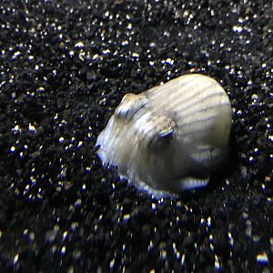 Sepioloidea lineolata