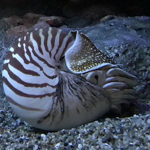 Chambered nautilus