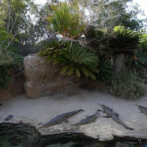 Gharials in Reptile Walk - My First US Zoo Trip
