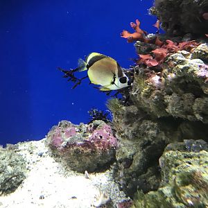 Blacknosed butterflyfish