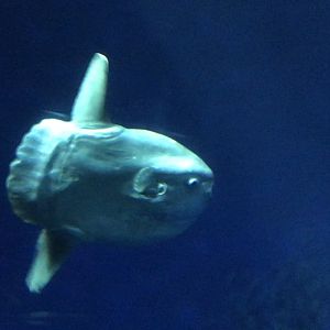 Ocean sunfish