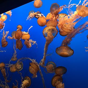 Pacific sea nettles