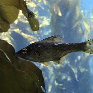 Kelp perch