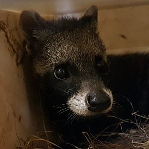 Civet ID