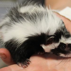 Saharan striped polecat