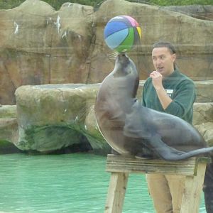 Sealion display