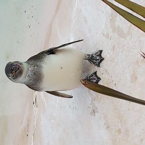 Young Megellanic penguin