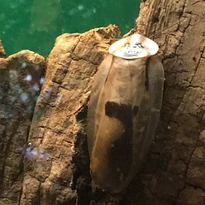Brazilian Giant Cockroach
