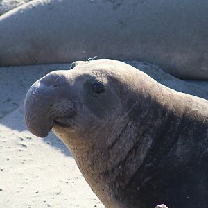 Northern Elephant Seal Bull