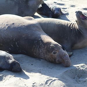 Northern Elephant Seals