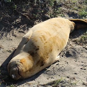 Northern Elephant Seal