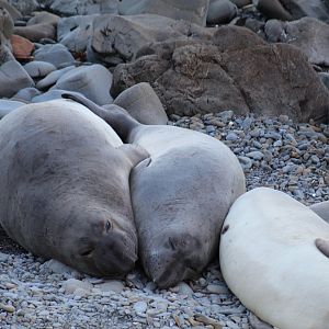 Northern Elephant Seals