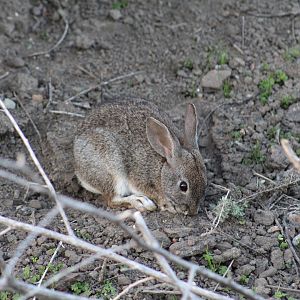 Desert Cottontail