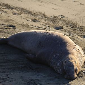 Northern Elephant Seal Bull