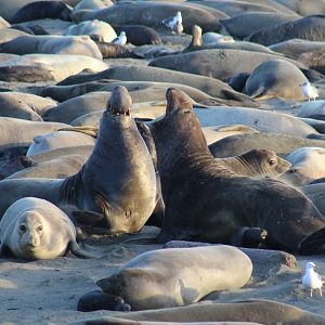 Elephant Seals Sparring