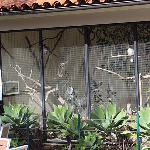 Laughing Kookaburra Enclosure