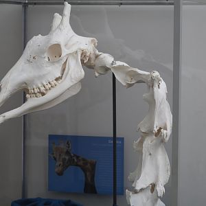 The Crooked-Necked Giraffe