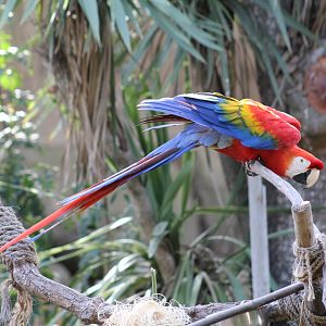 Scarlet Macaw