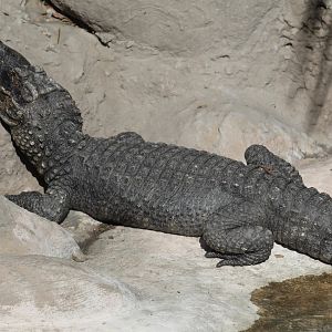 Chinese Alligator