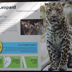 Amur Leopard Signage