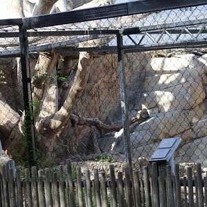 Snow Leopard Enclosure