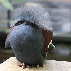 Western Crowned-Pigeon
