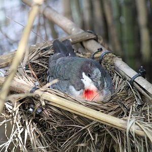 Mindanao Bleeding-Heart Pigeon