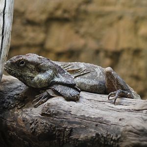 Frill-Necked Lizard