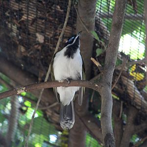 Blue-Faced Honeyeater