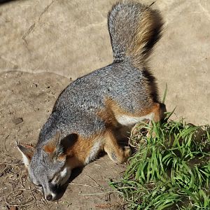 San Clemente Island Fox