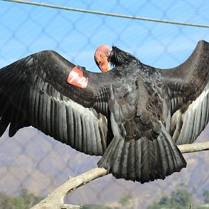 California Condor