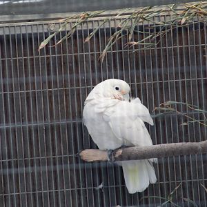 Goffin's Corella