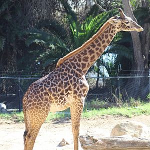 Masai Giraffe