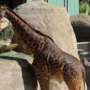Masai Giraffe