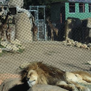 Lion Overlooking Giraffes