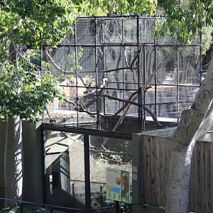 Golden Lion Tamarin Enclosure