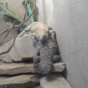 San Esteban Chuckwalla & Beaded Lizard